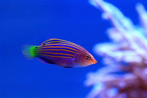 www sixline|Six Line Wrasse (Pseudocheilinus hexataenia): Ultimate Care Guide.